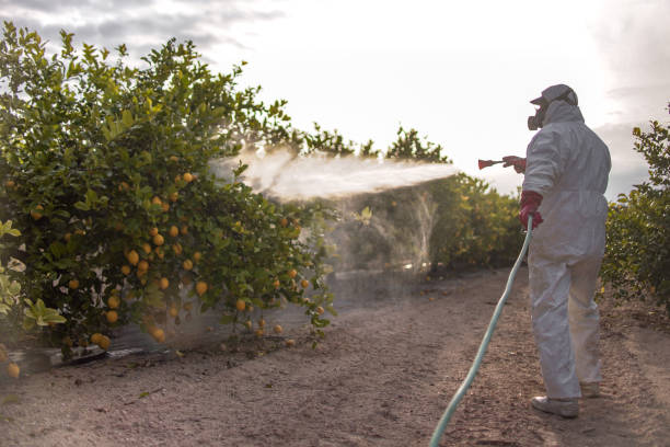 Best Emergency Pest Control  in Claude, TX