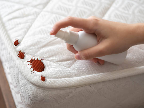 Best Spider Control Near Me  in Claude, TX