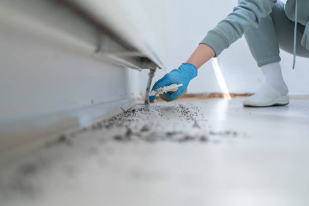 Best Termite Control Services  in Claude, TX